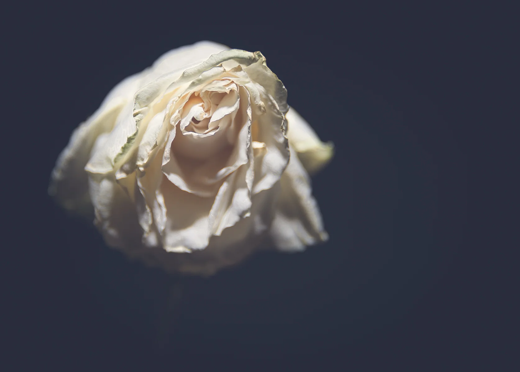 The Botanicals, “ shades of white” - Michelle Lake ©