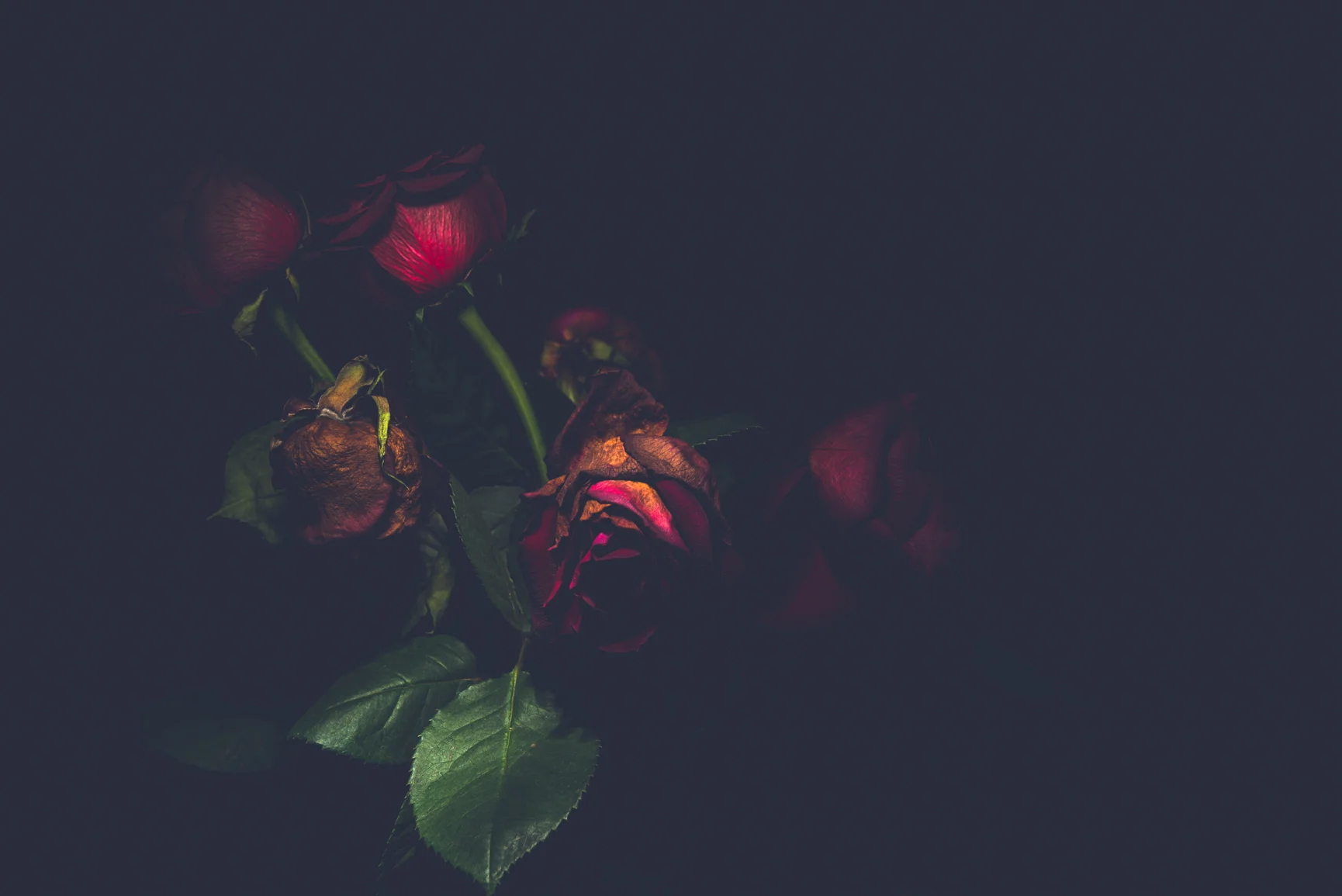 Botanicals - Michelle Lake ©