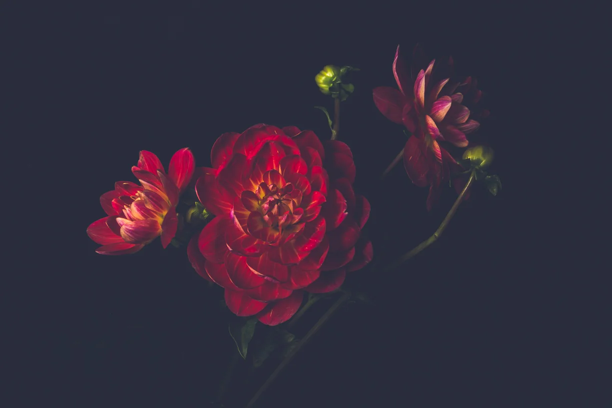 Botanicals - Michelle Lake ©