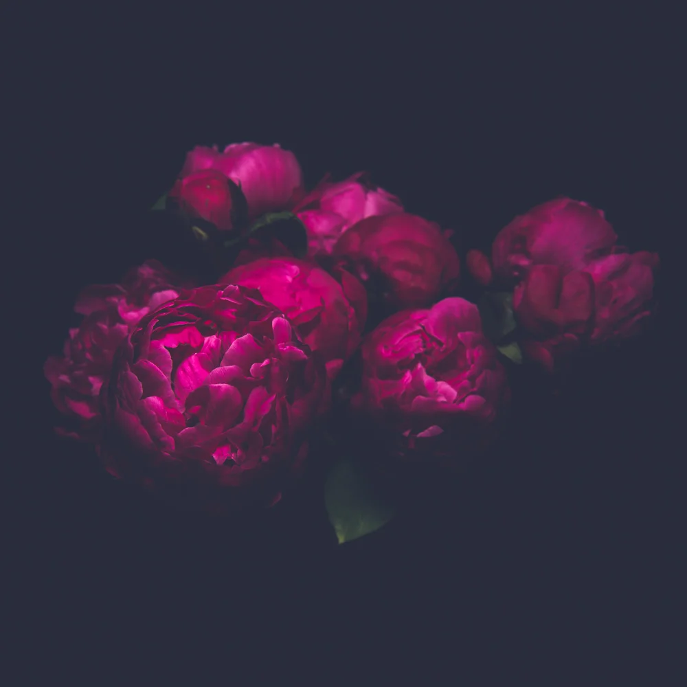 Botanicals, “ a stain of colour ” - Michelle Lake ©