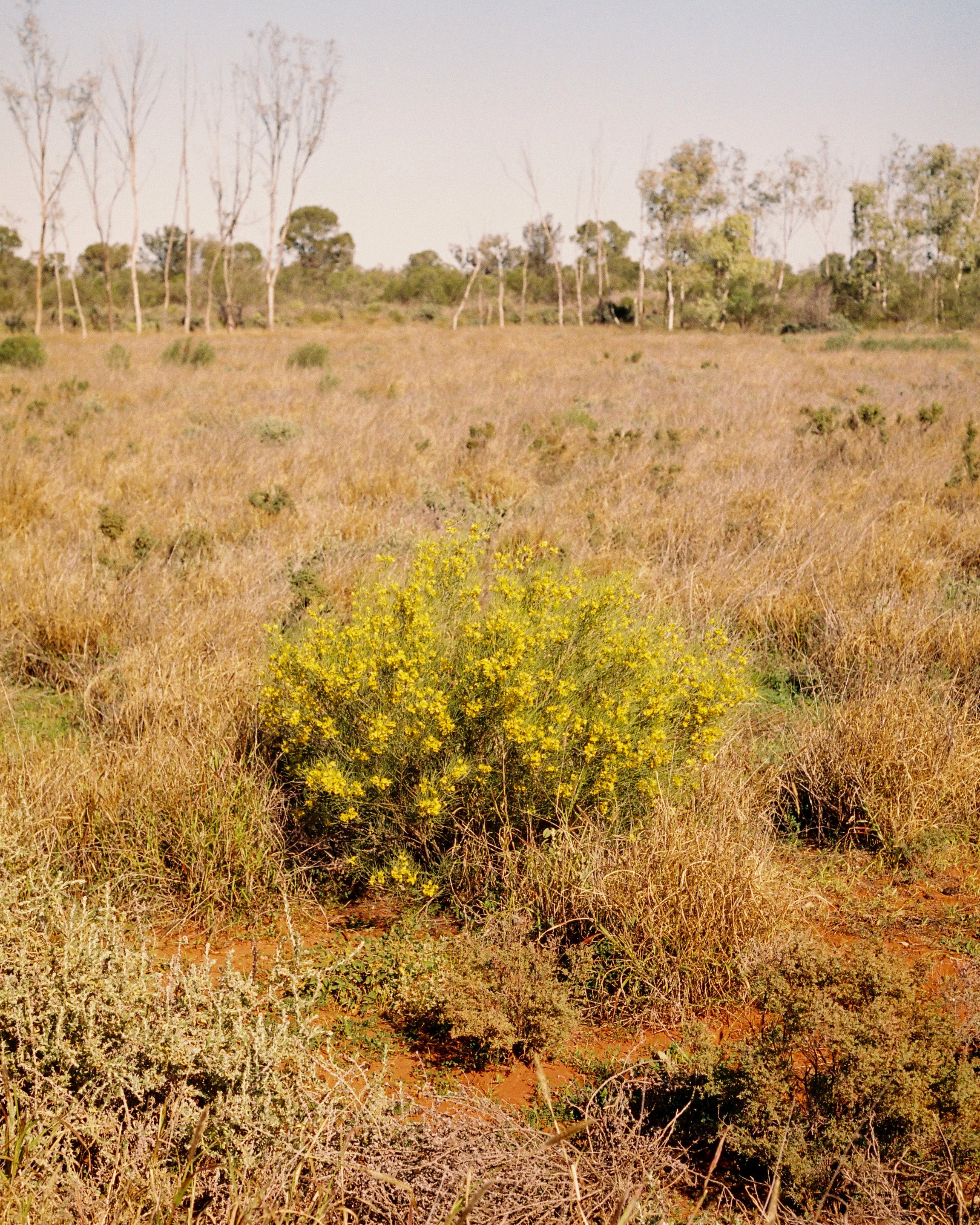 OUTBACK-35Film-83crop.jpg