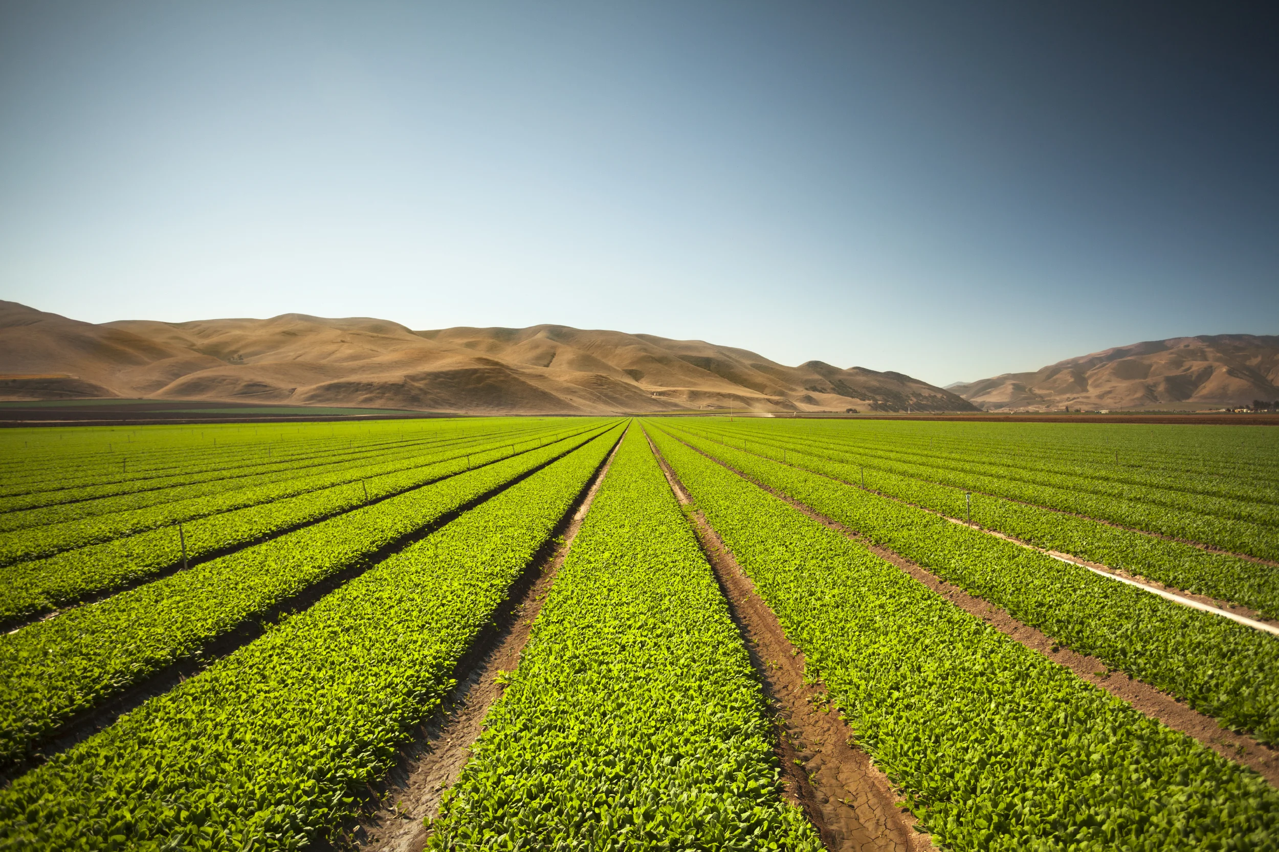iStock_000019952158_Large.jpg