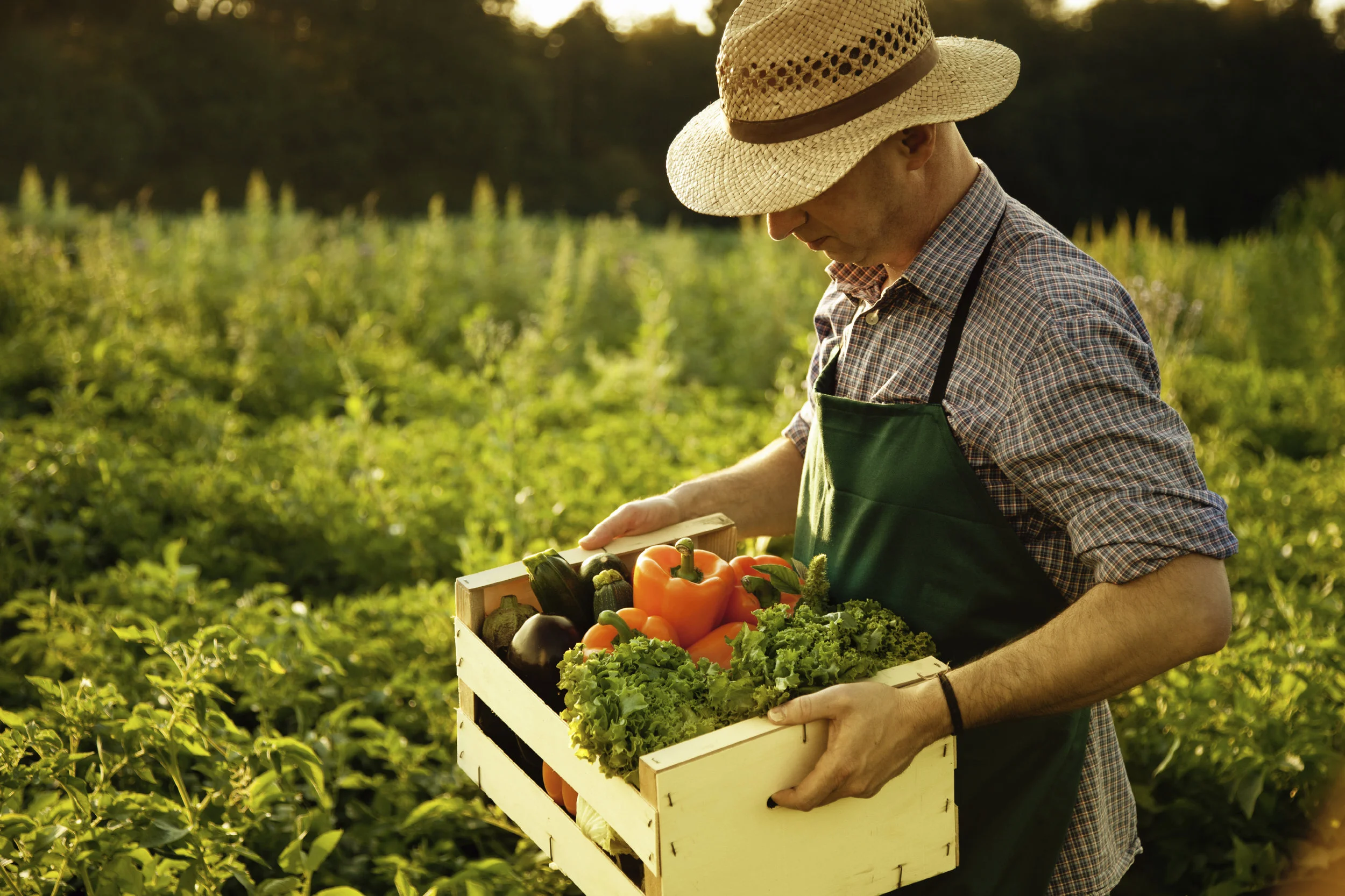 iStock_000040001630_Large.jpg