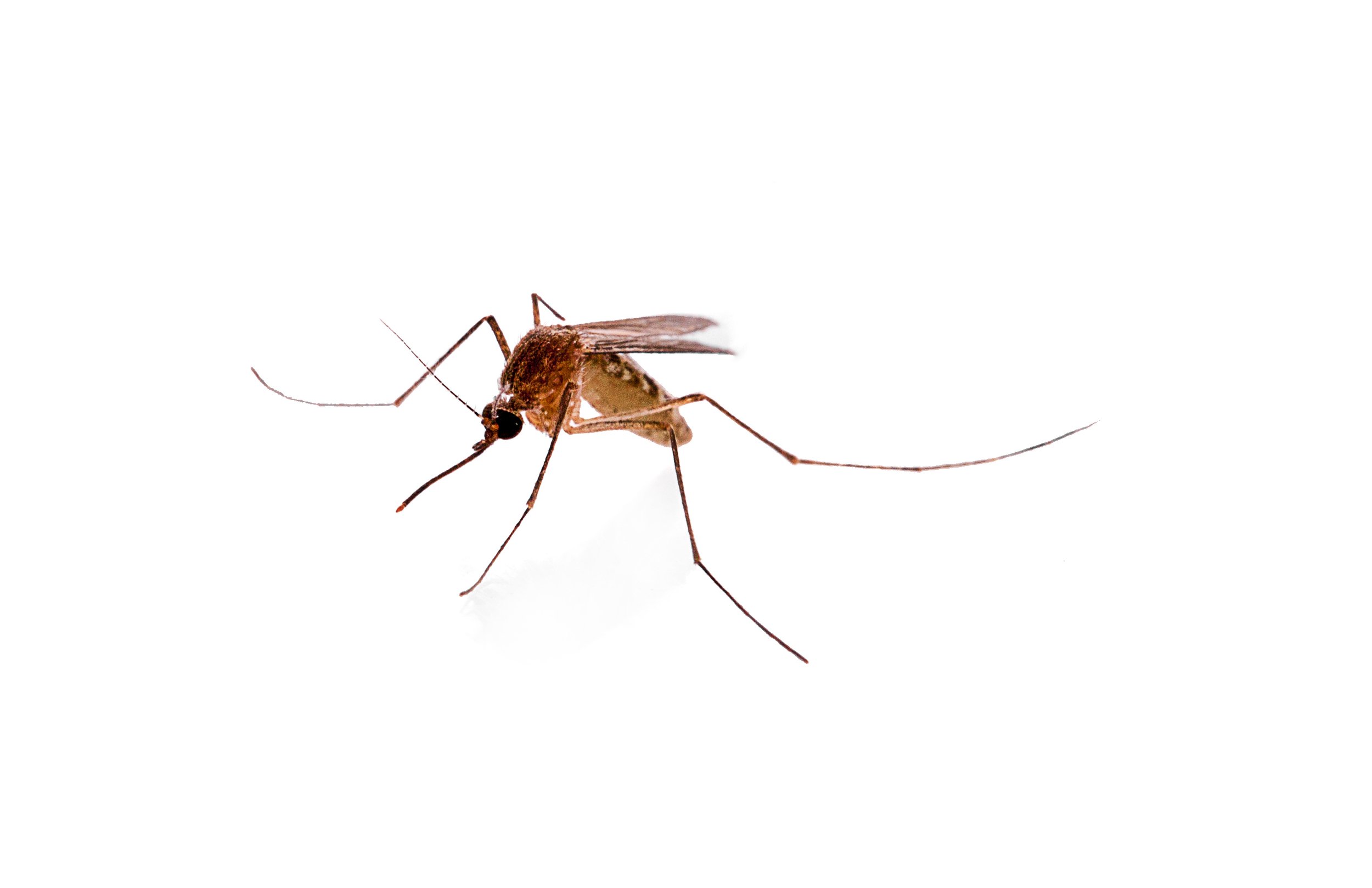 World Mosquito Day 2022 — LivFul