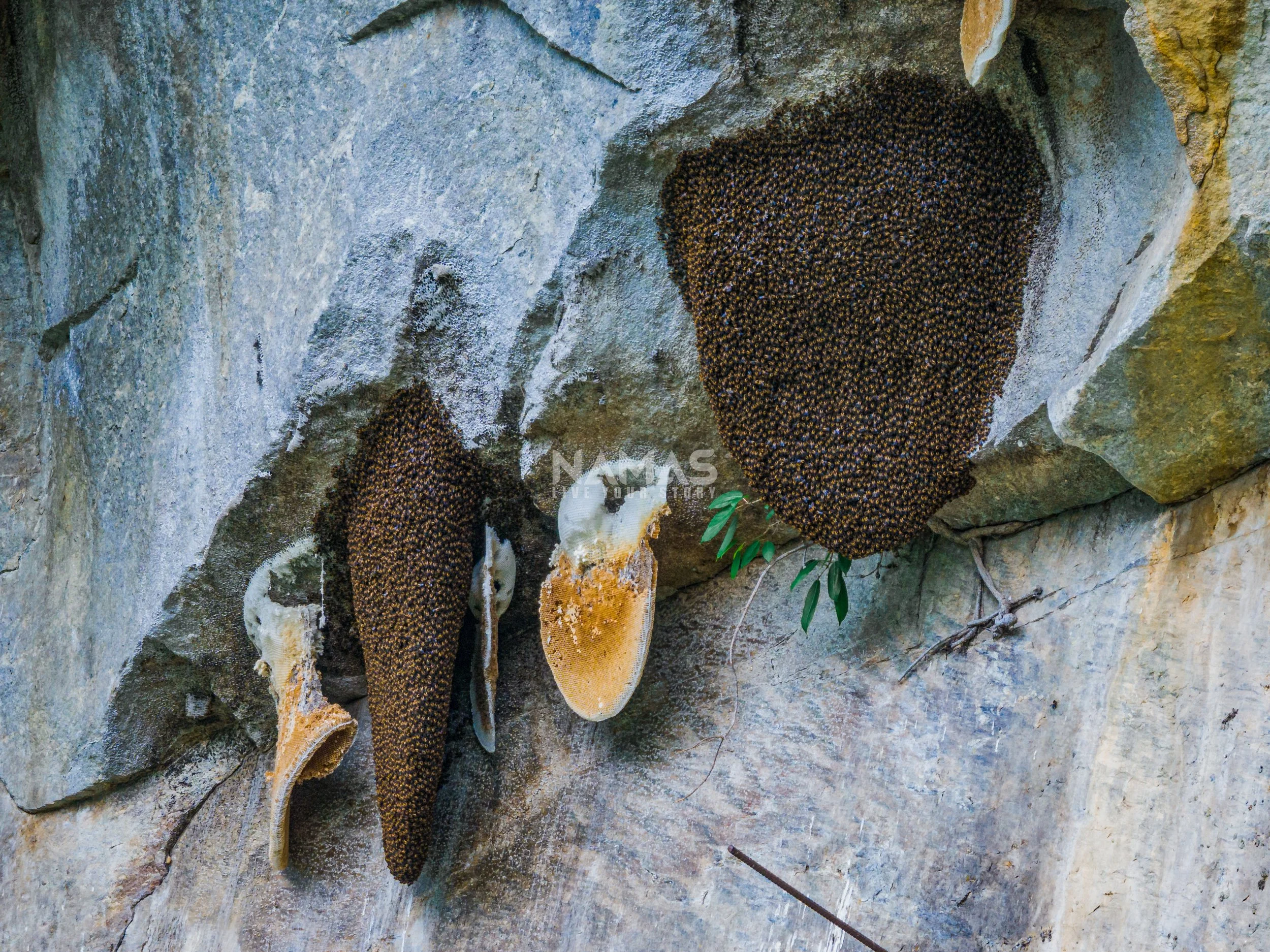 Honey hunter - mad honey experience-3-2.jpg