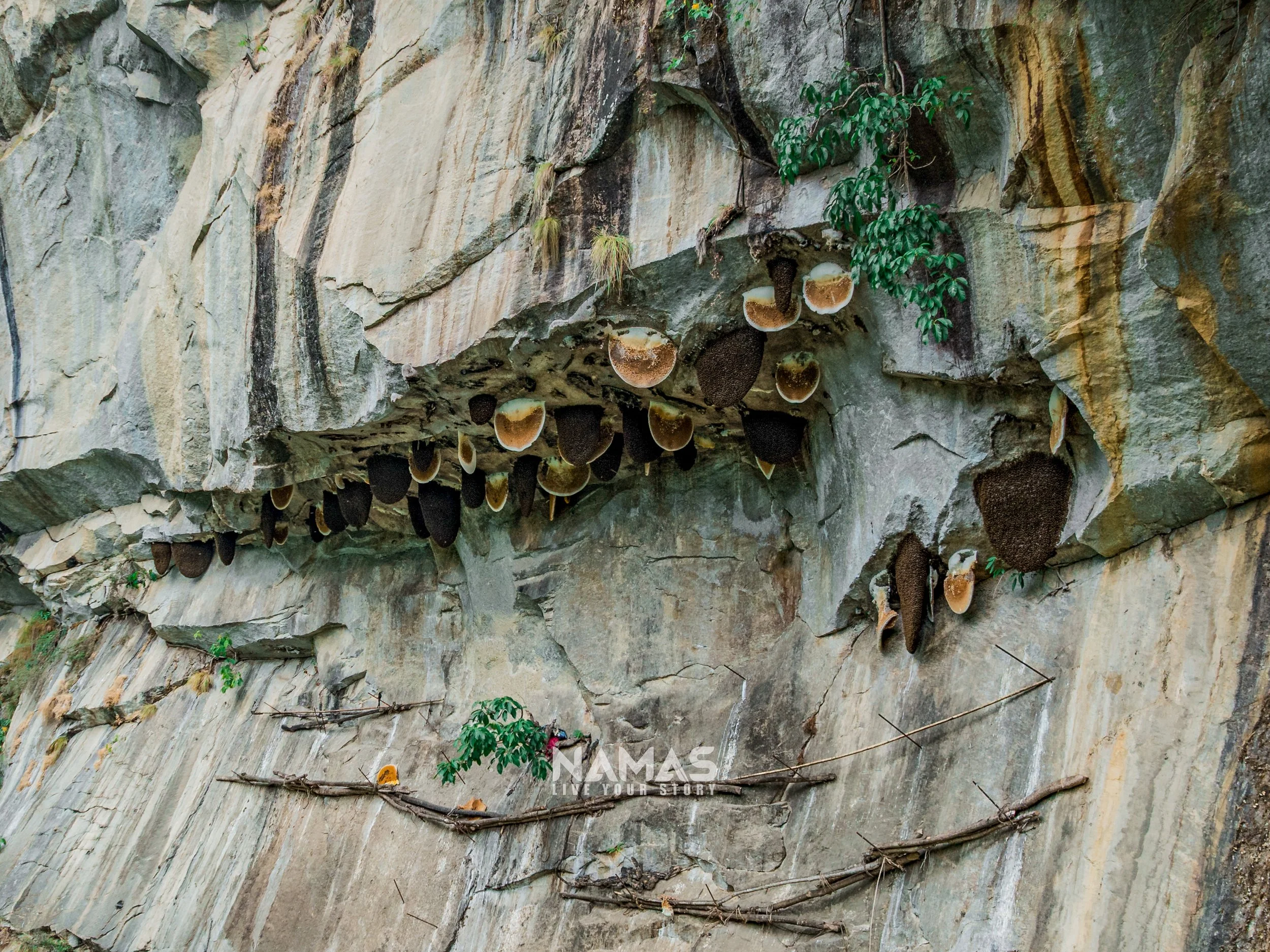 Honey hunter - mad honey experience-5-3.jpg