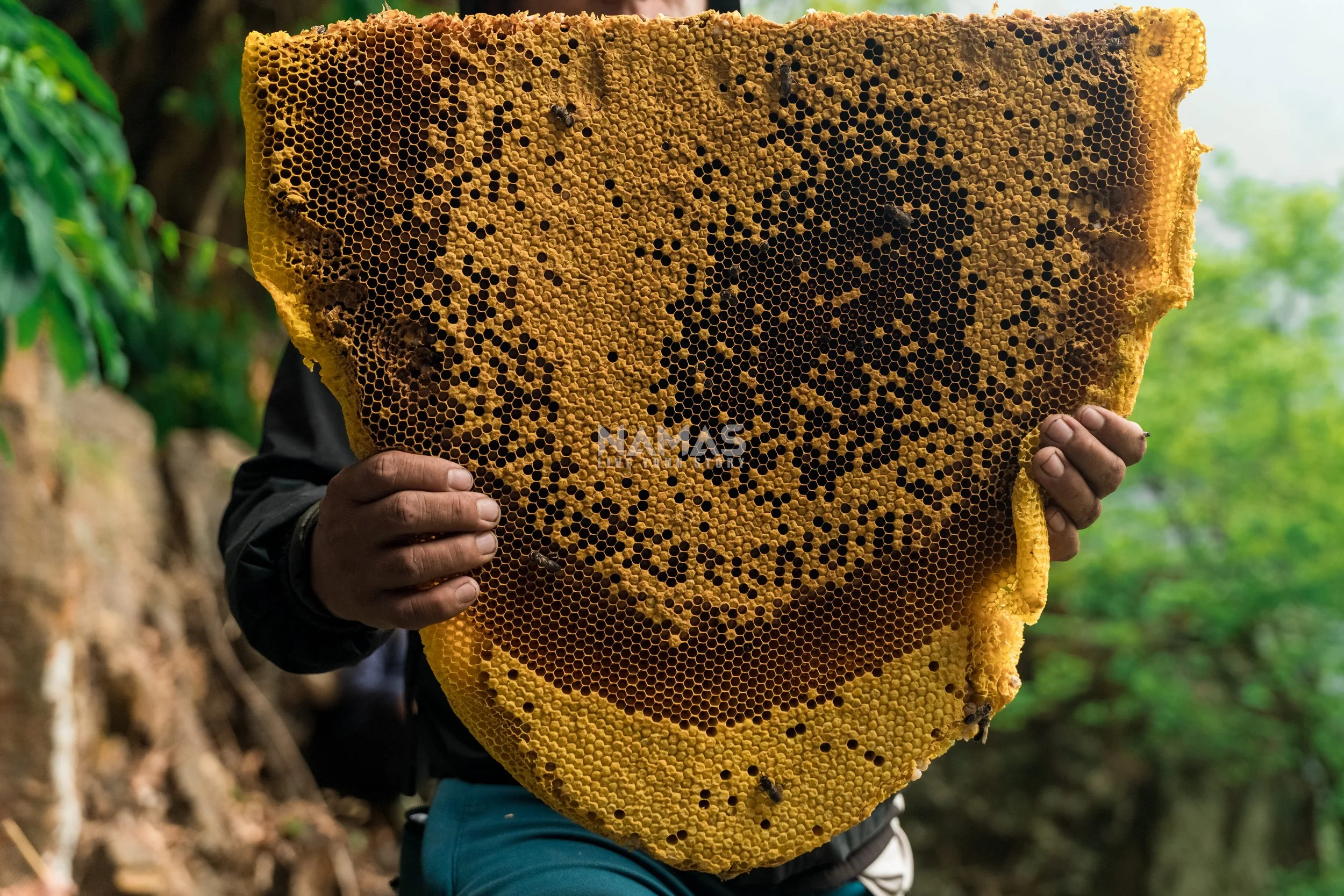 Honey hunter - mad honey experience-66.jpg