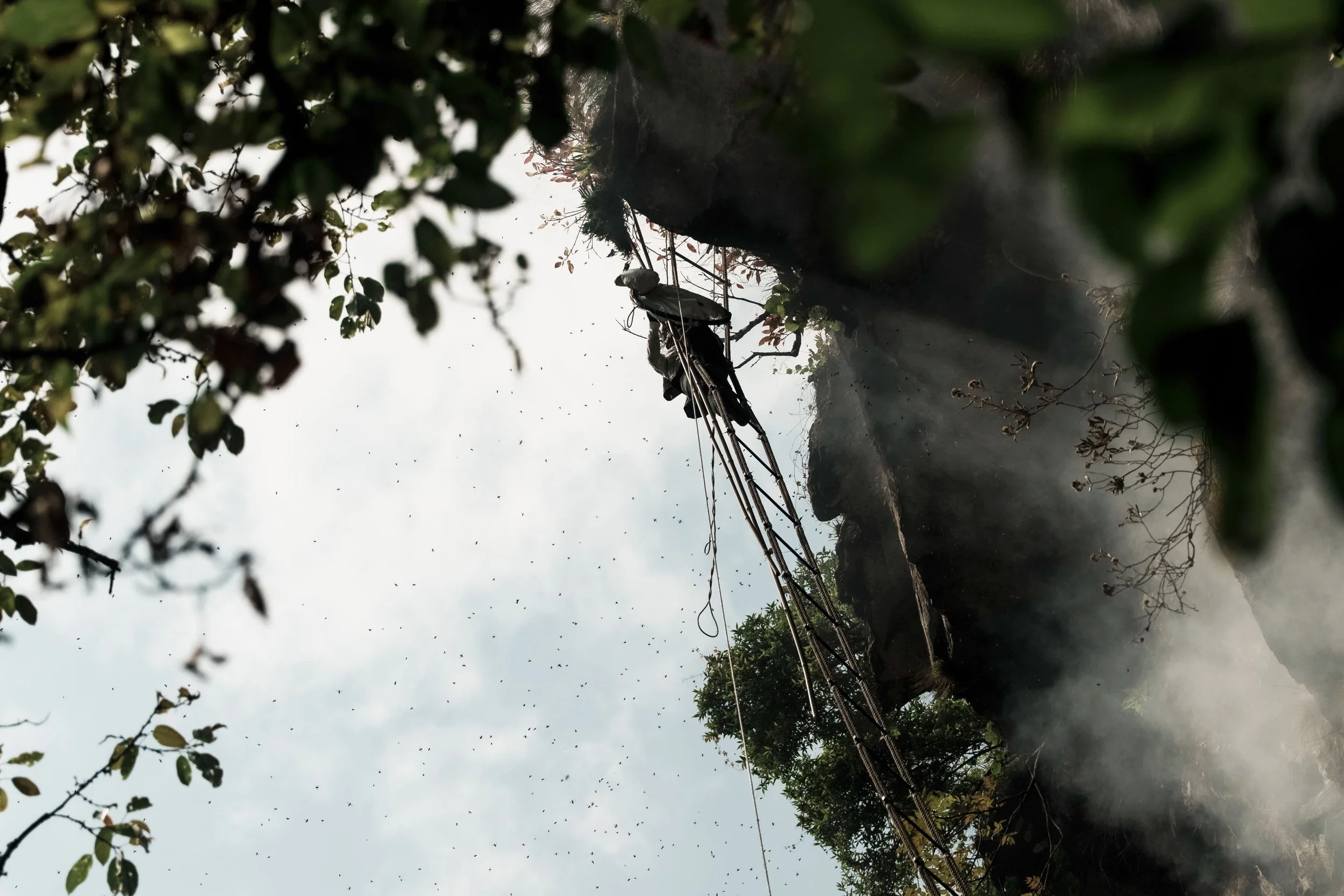 Honey hunter expereince namas1.jpg