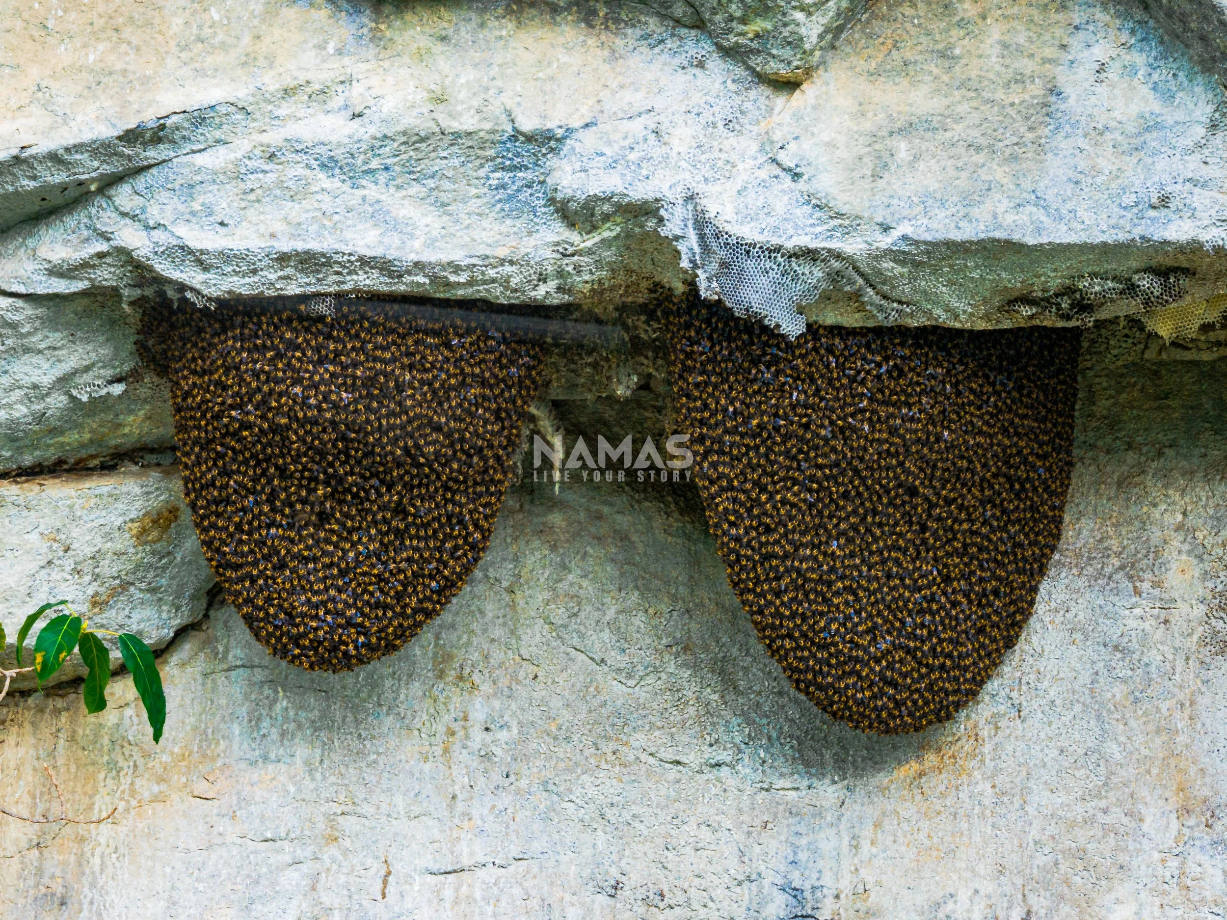 Honey hunter - mad honey experience-85.jpg