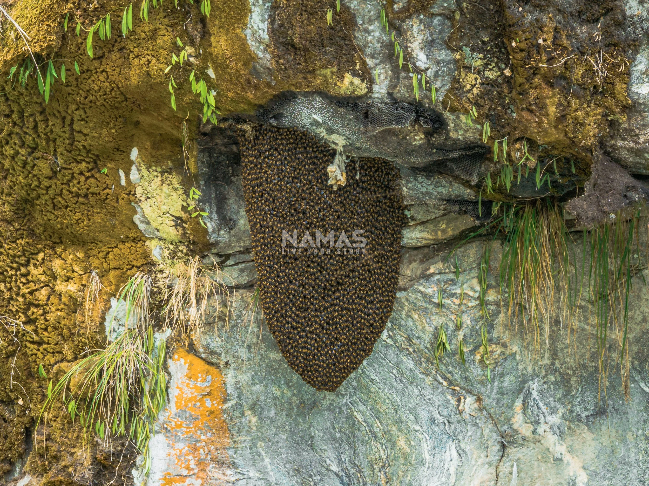 Honey hunter - mad honey experience-9-2.jpg