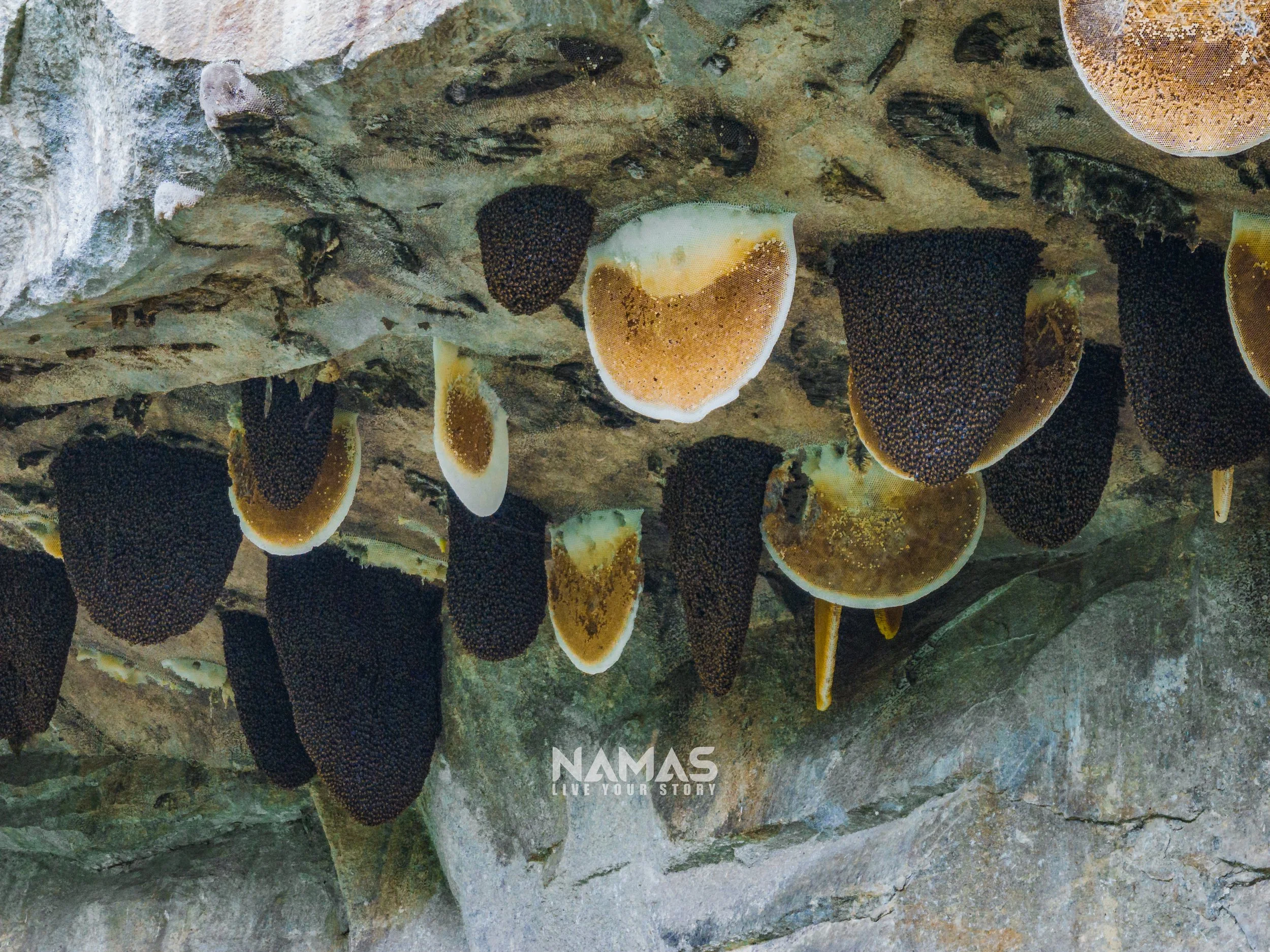 Honey hunter - mad honey experience-3-3.jpg