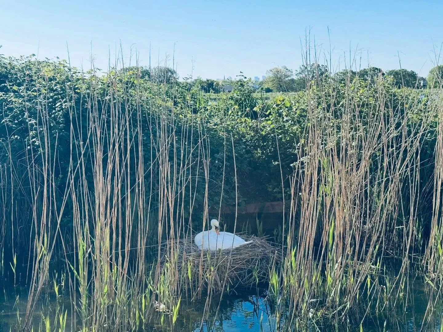 &iexcl;Primavera en Woodberry Wetlands! / Spring in Woodberry Wetlands!