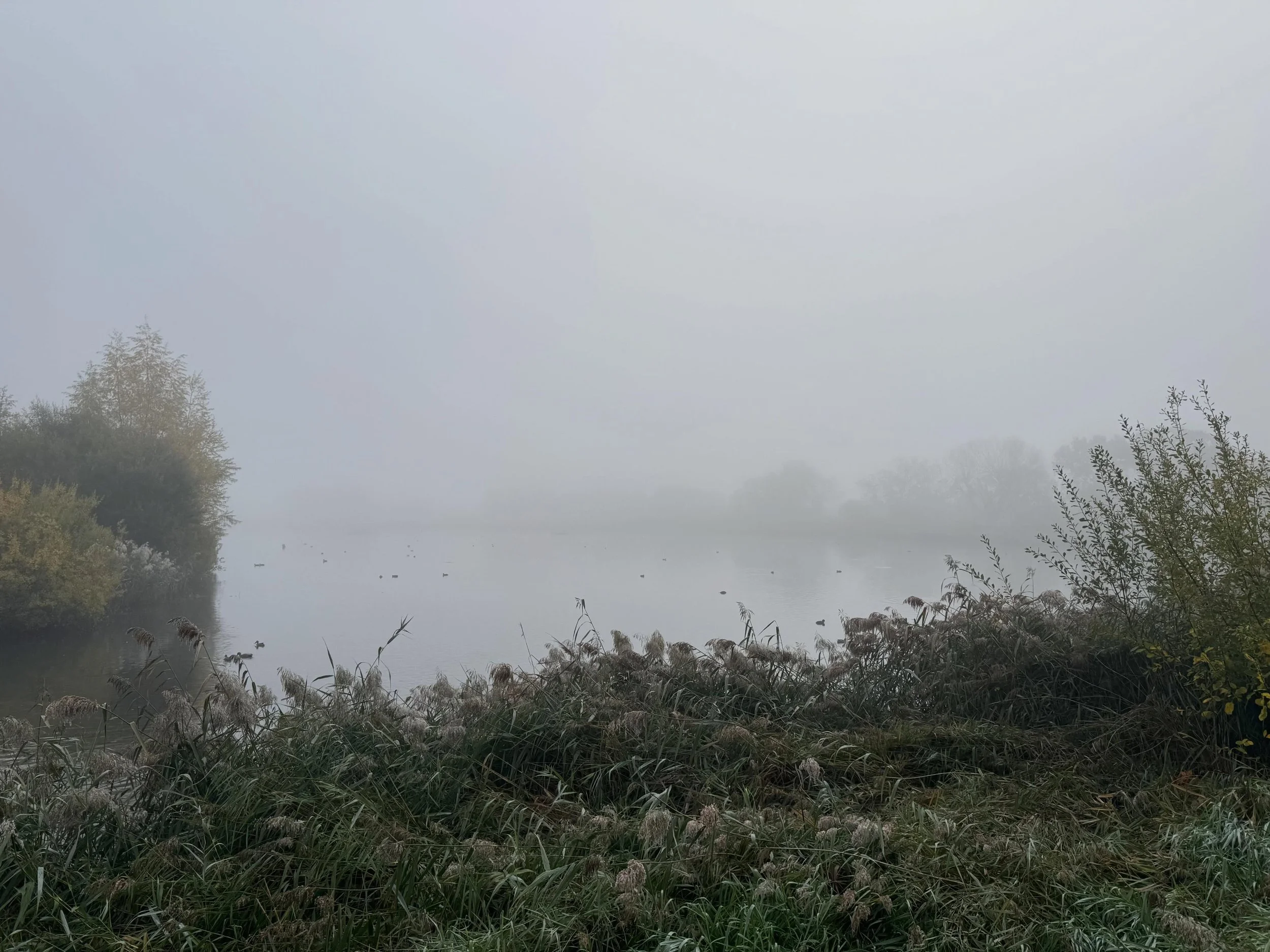 Niebla en Woodberry Wetlands / mist in Woodberry Wetlands