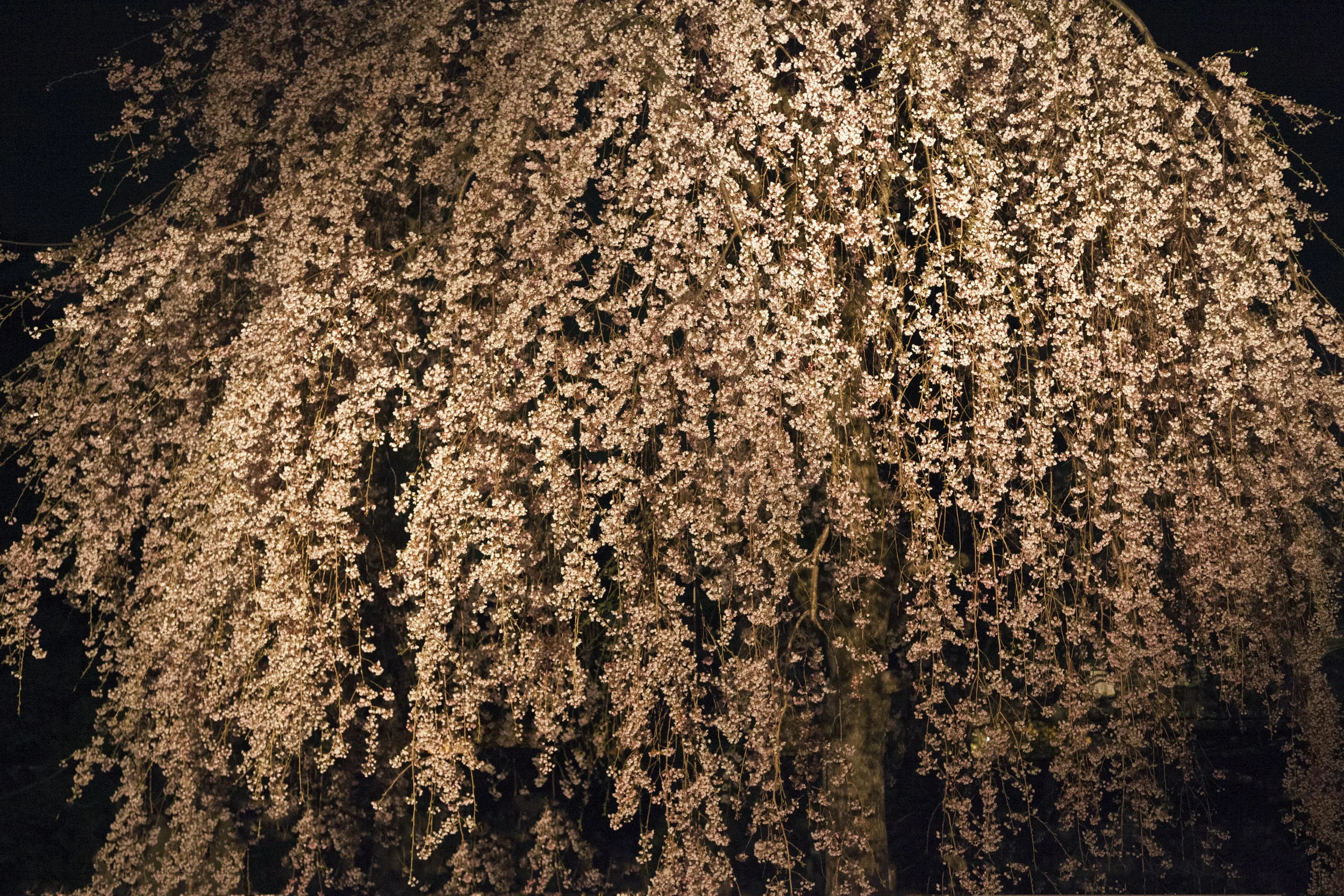 033116_7855Layered.jpg