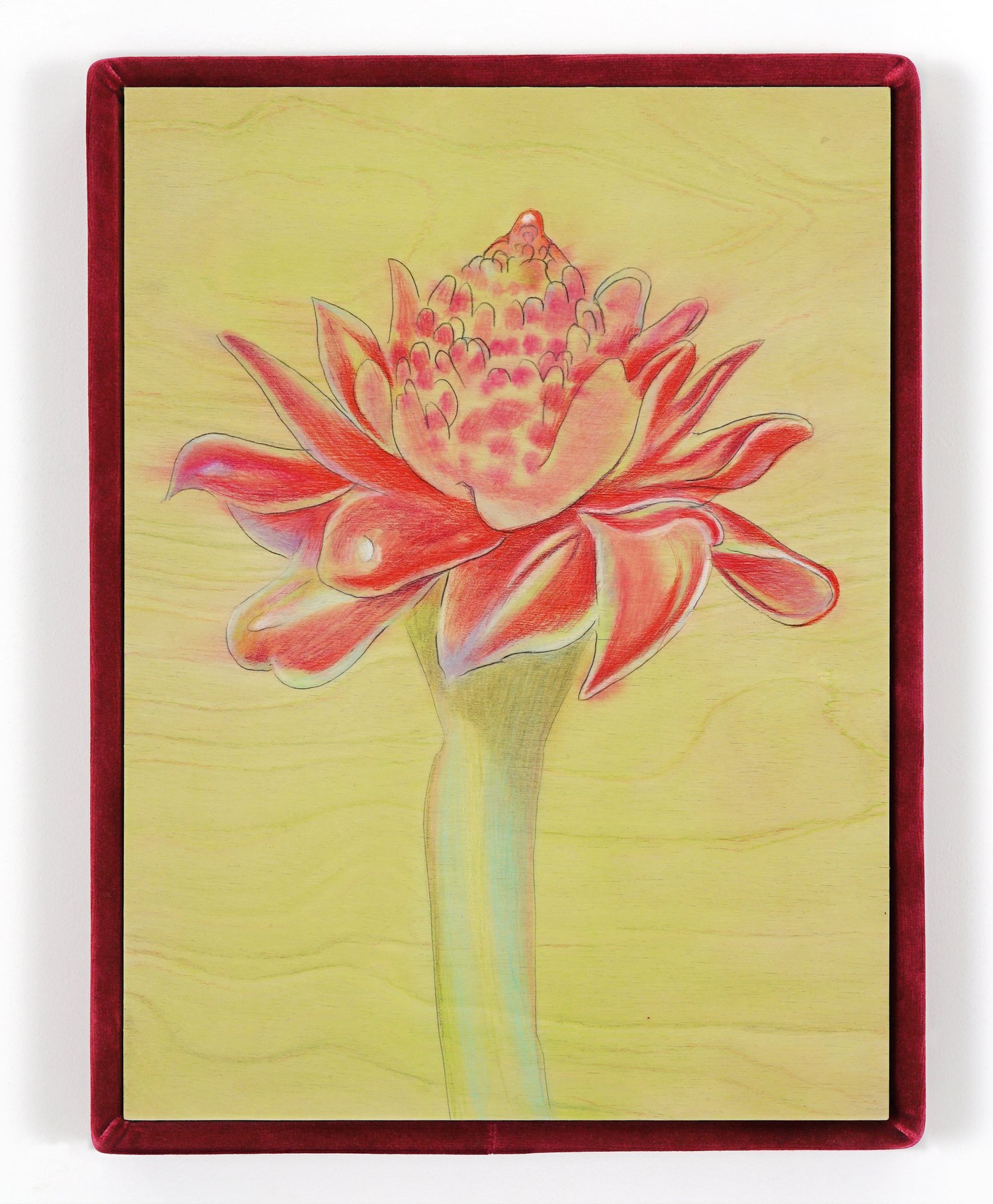 AlinaBliumis_PlantParenthood_Fertility_TorchGinger_2023_WatercolorOnWood_VelvetFrame_17x13x1.5in.jpeg