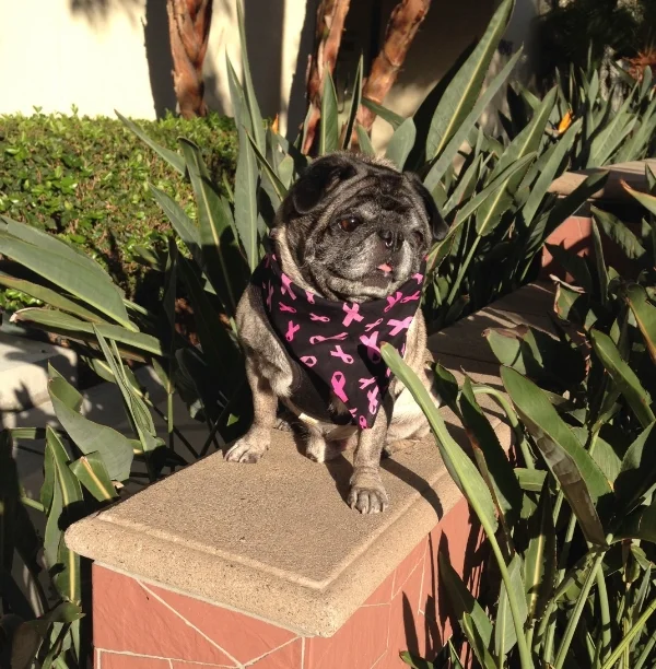 My pug showing support for my first day of chemotherapy. 