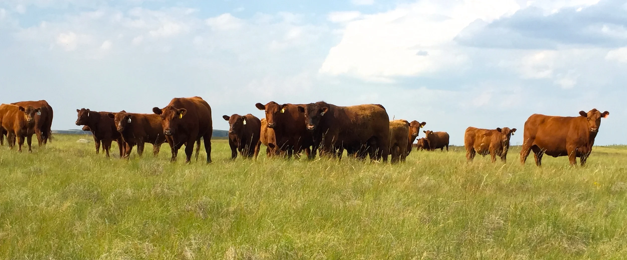 Red Angus cows out on pasture with calves at side