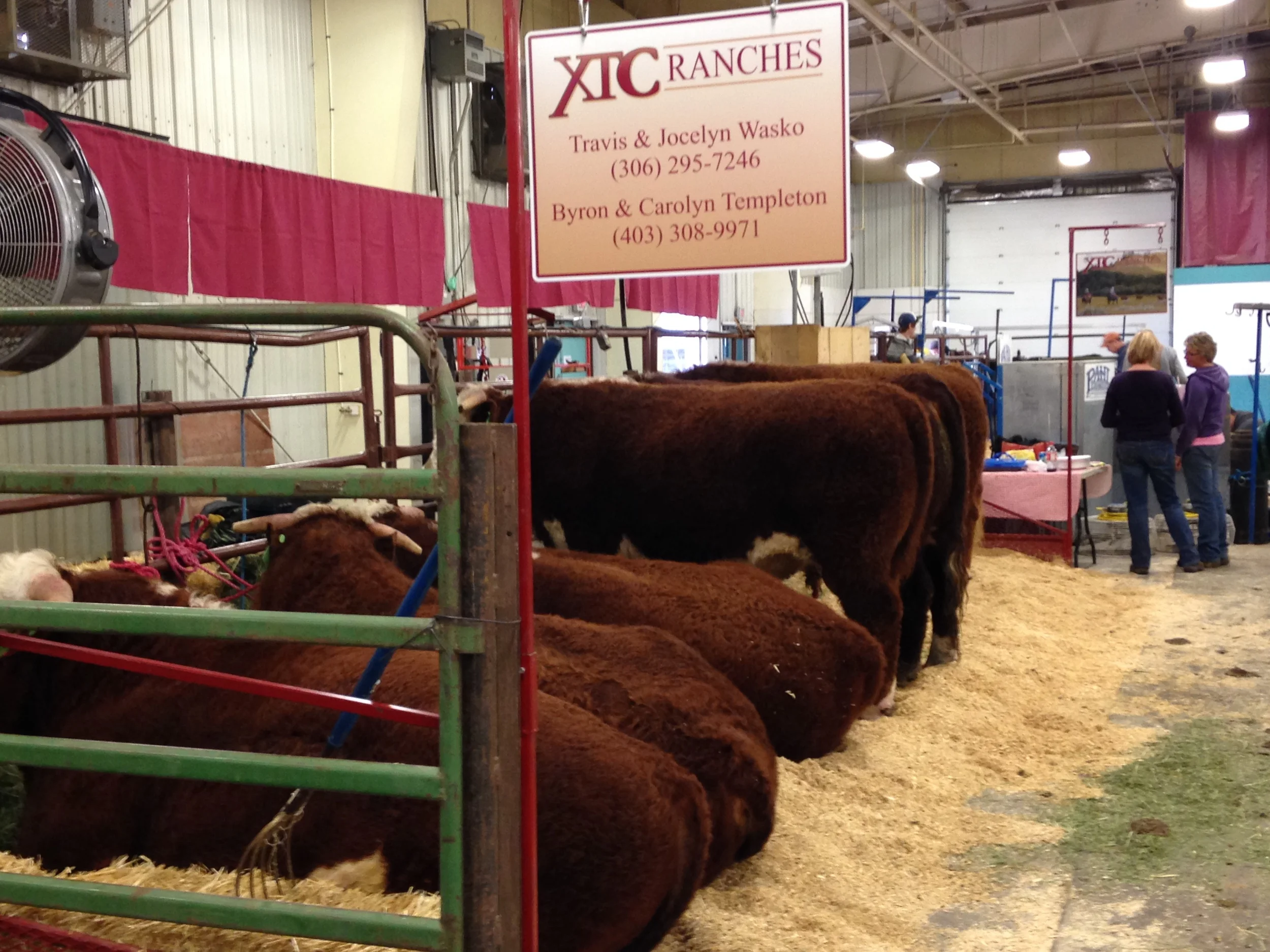  2014 Medicine Hat Bull Sale string 