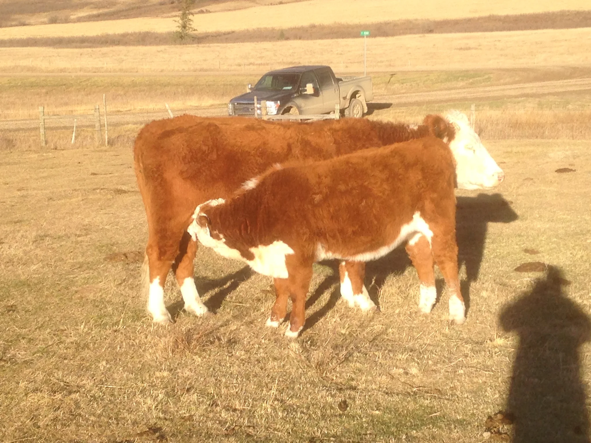 XTC 40W RIBSTONE NAN 72Y