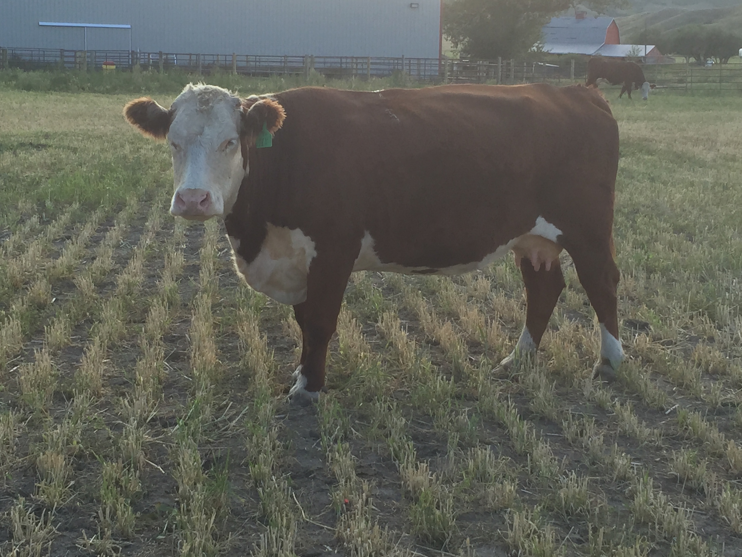 XTC MISS WETMORE BRITISHER 11Y