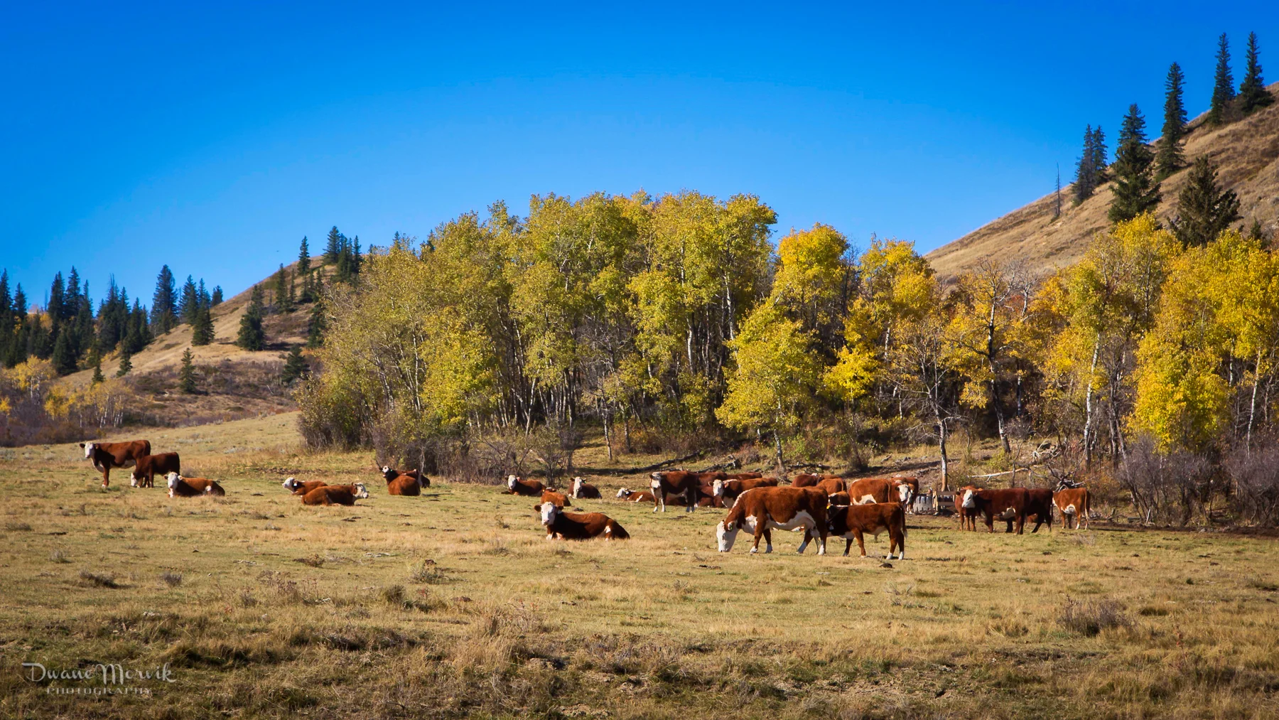 dwane hereford pic.jpg