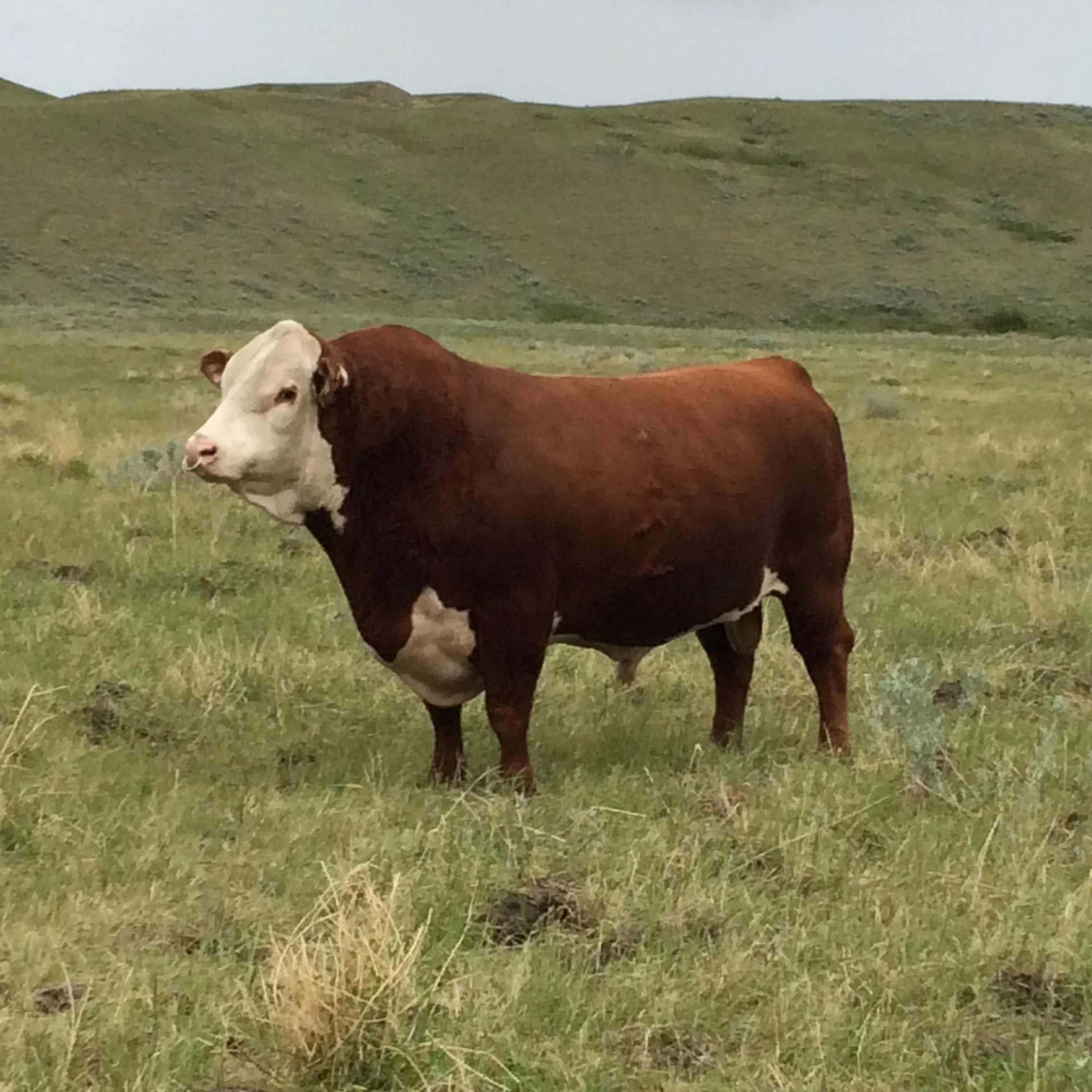 Alta Union Breeding 2014