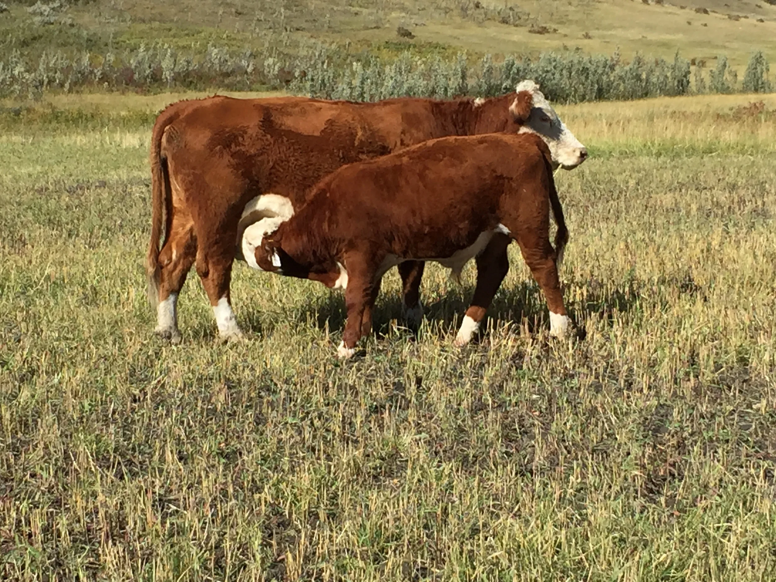 72Y and her 2015 79Y bull calf