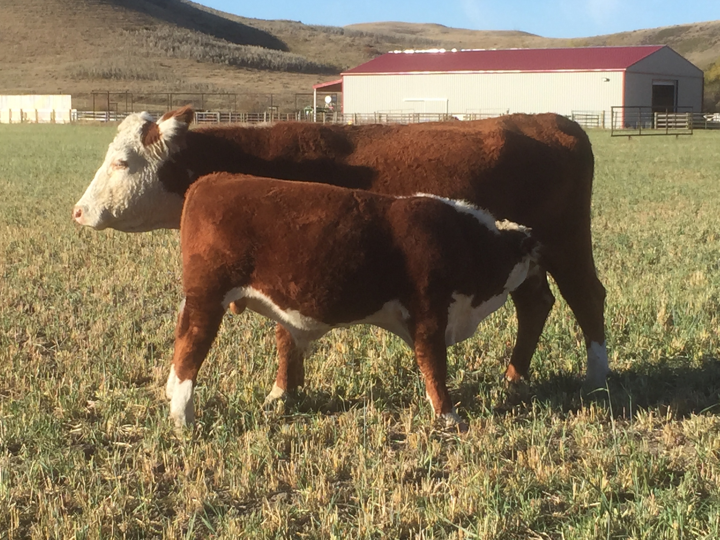 969W and her 2015 40W bull calf