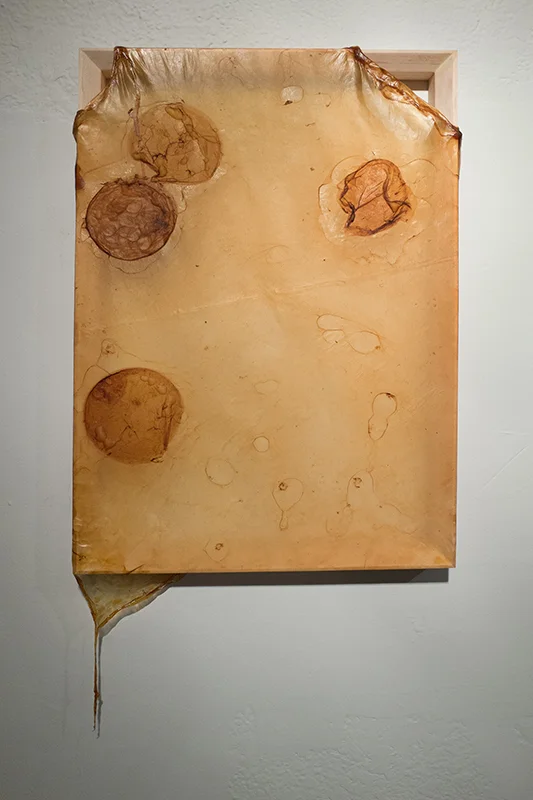 Skins, Kombucha Culture on Wood Frame, 21x13 inches, 2015