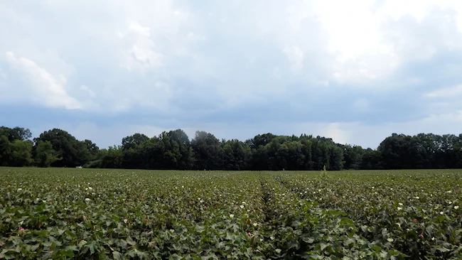 cottonfieldblog2.jpg