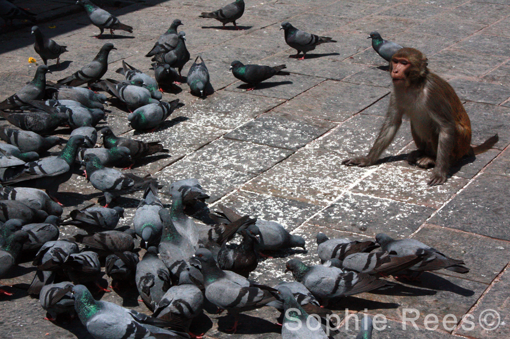 Feed the birds, Kathmandu, 2013