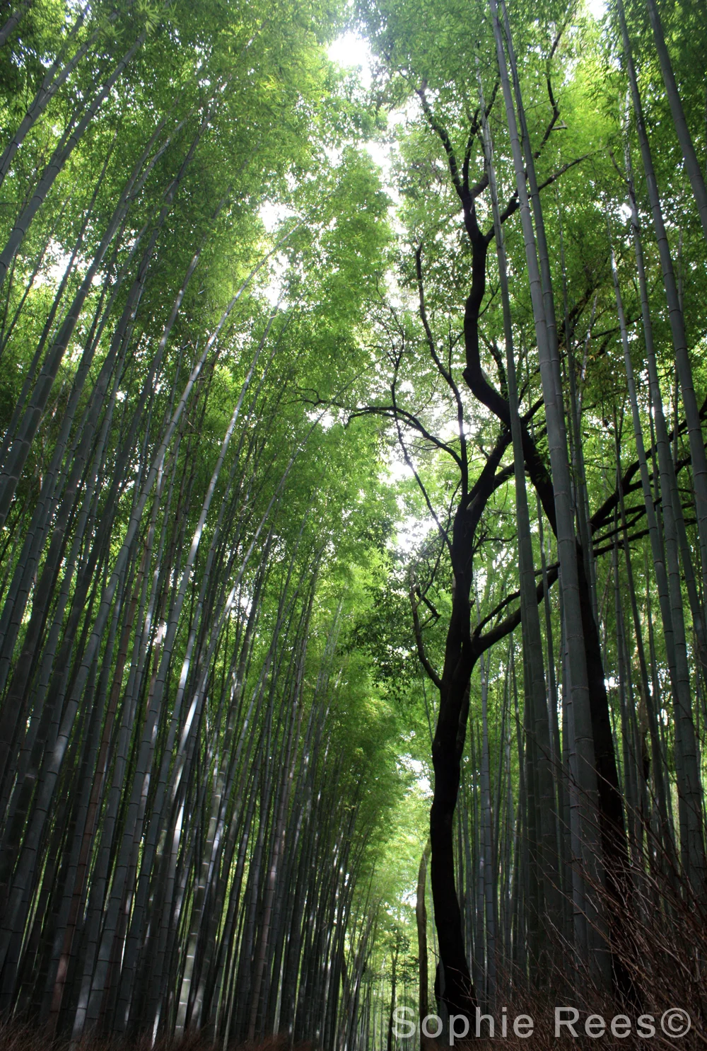 Bamboo forest, Kyoto, 2016