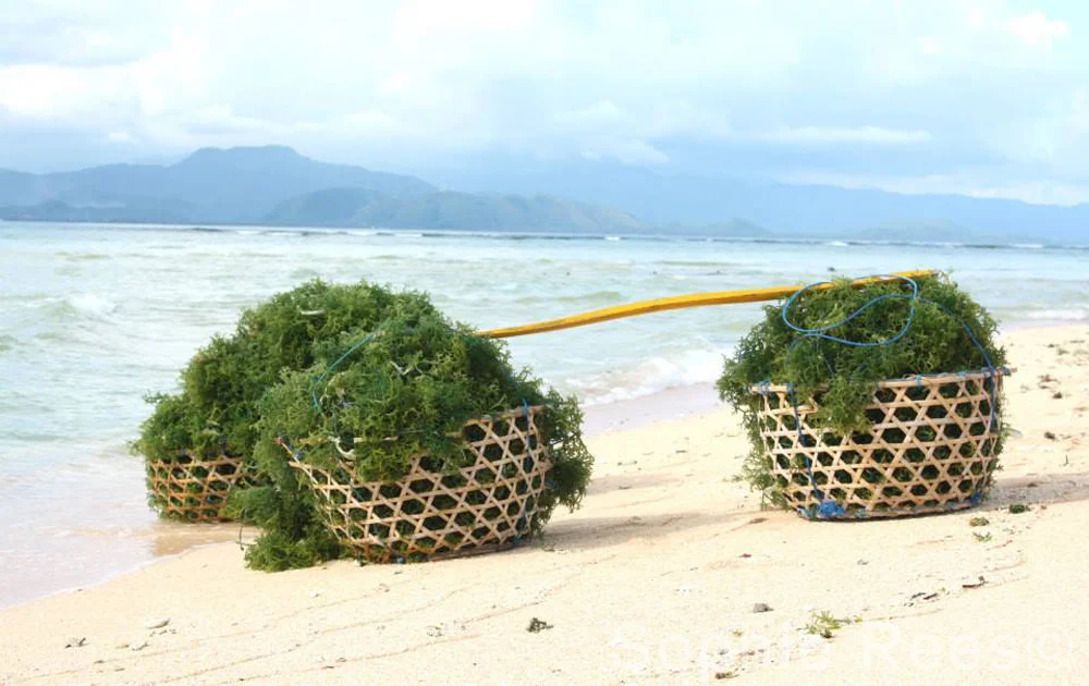 Seaweed, Nusa Lambongan, 2015