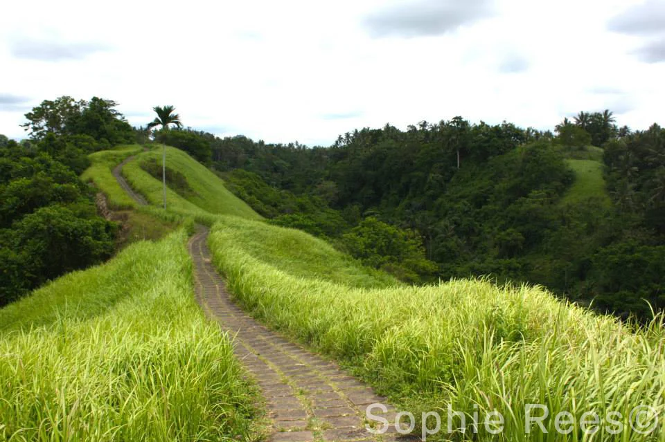 Ridge, Ubud, 2015