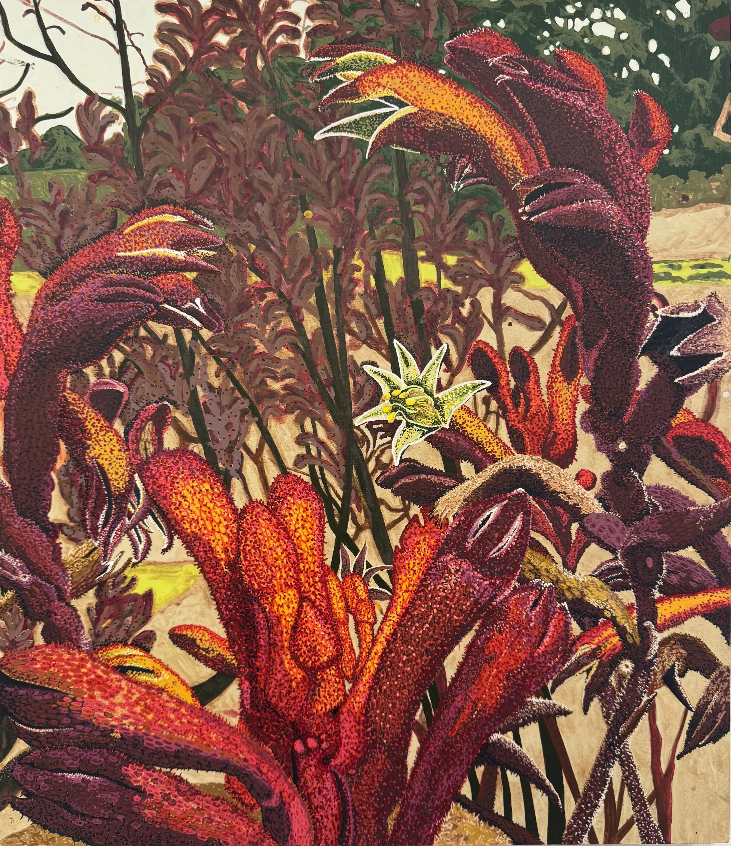 Kangaroo Paws.jpeg