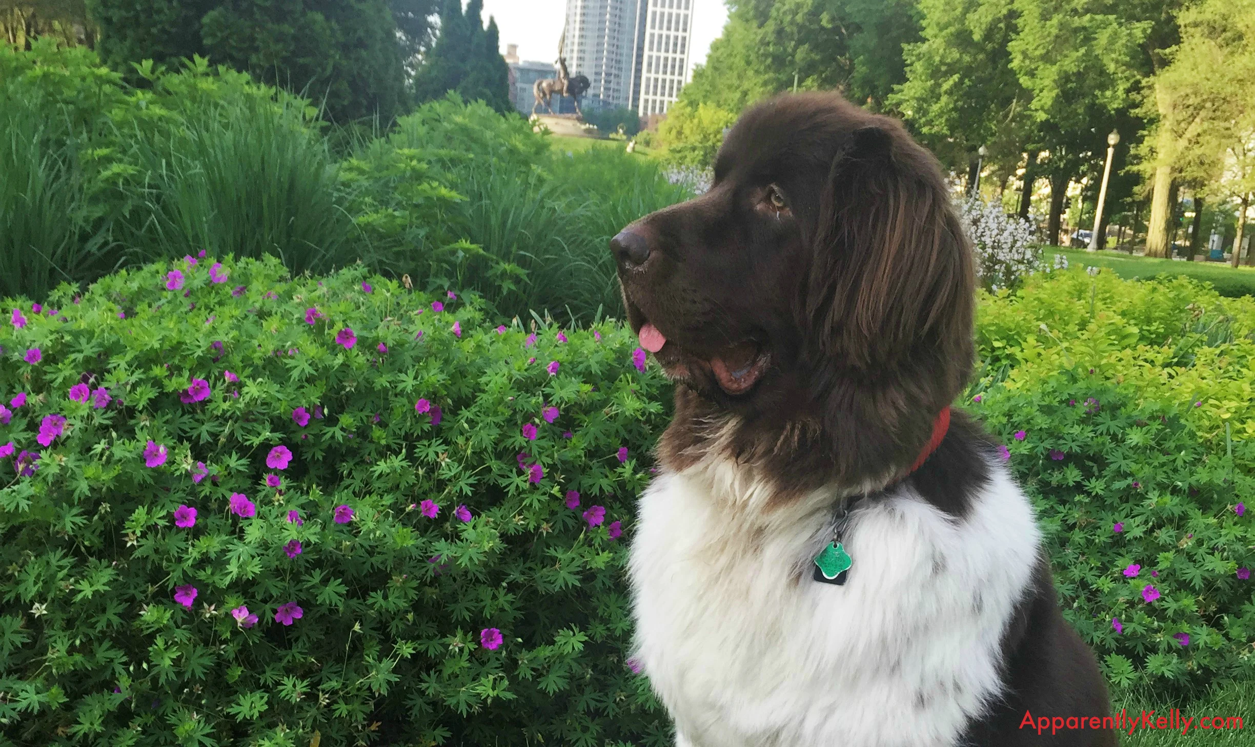 Top 10 Things People Say When You Have an Extra-Large Dog in a Big City 