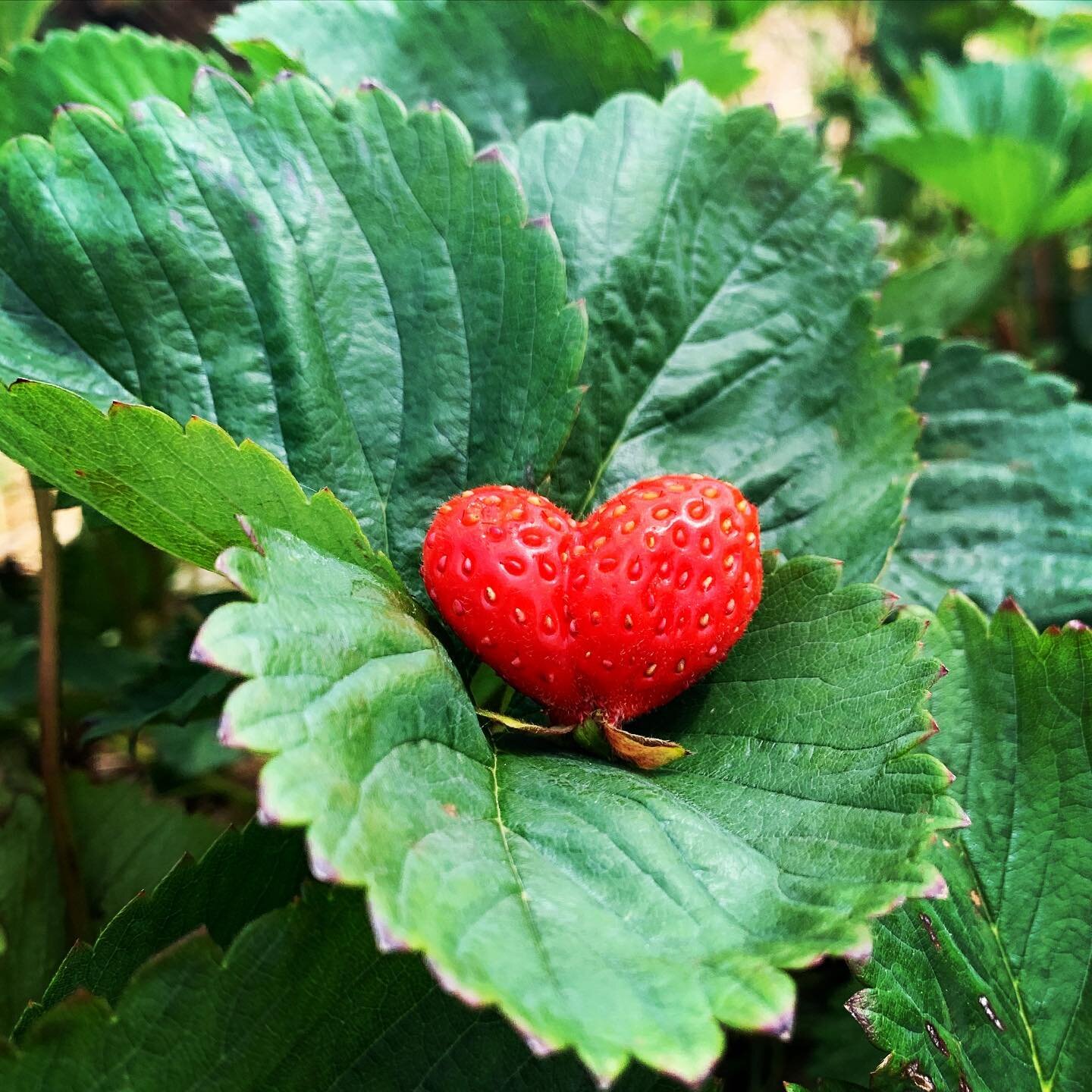 Strawberry pickin&rsquo;  #strawberries #pickingstrawberries #puremichigan #familytime #summerfun