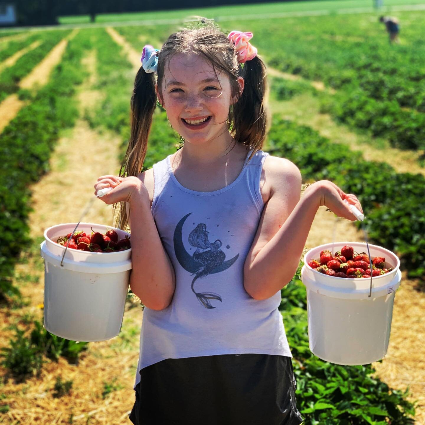 Buckets &lsquo;o YUM! 🍓 #pickingstrawberries #summerfun #puremichigan #citygirlcoralie #strawberrypicking