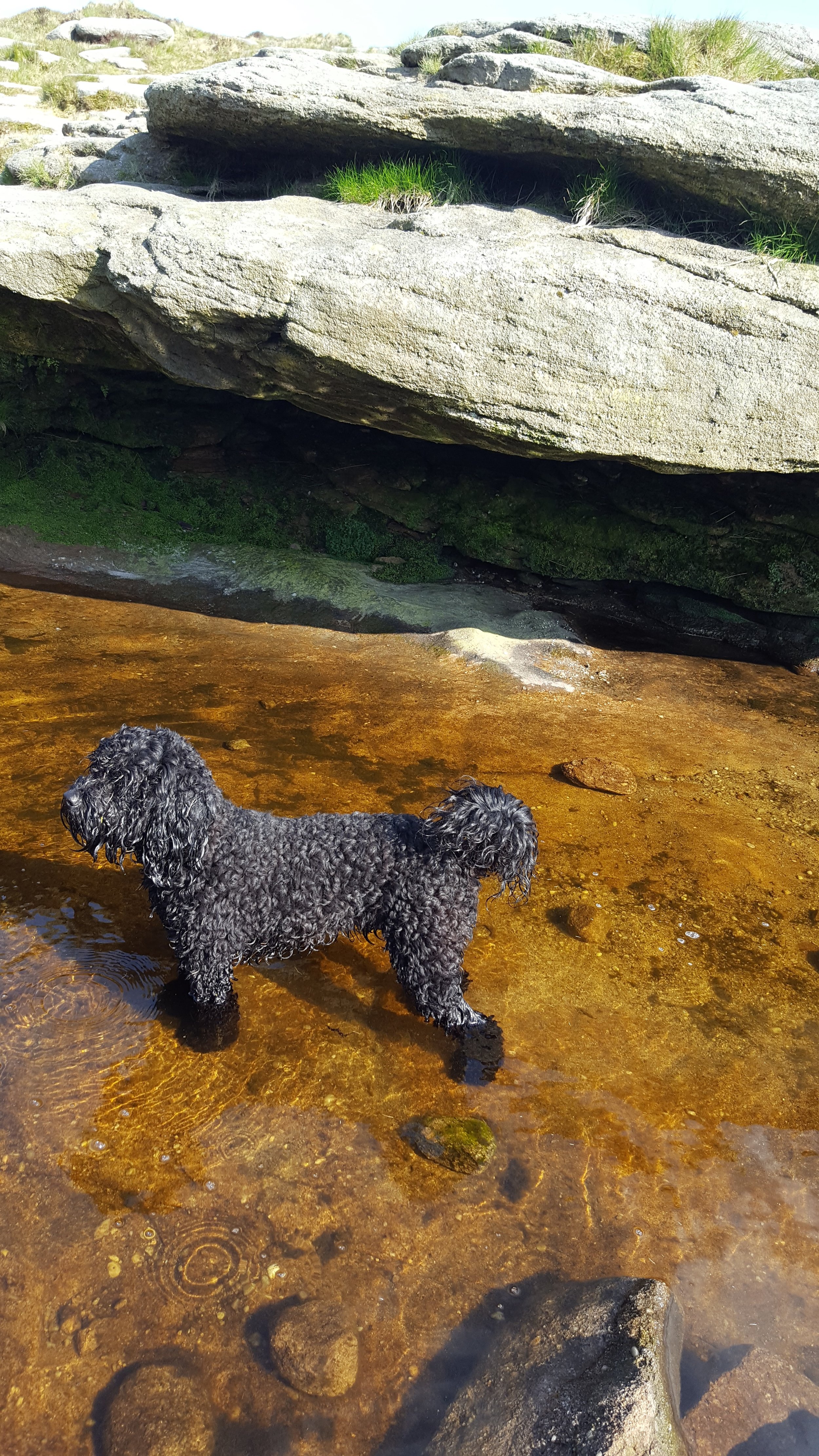 Perfect for cooling off pup's paws!