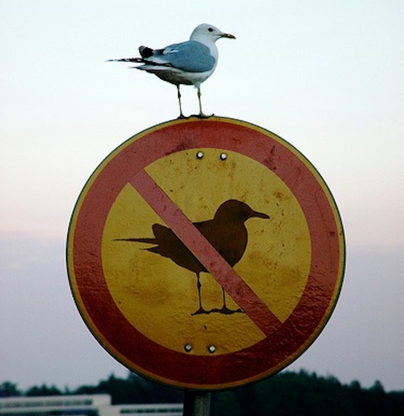 A seagull sits atop a sign, a sign showing a red line through a silhouette of a seagull, which happens to be facing exactly the same way as the real-life bird sitting on it.