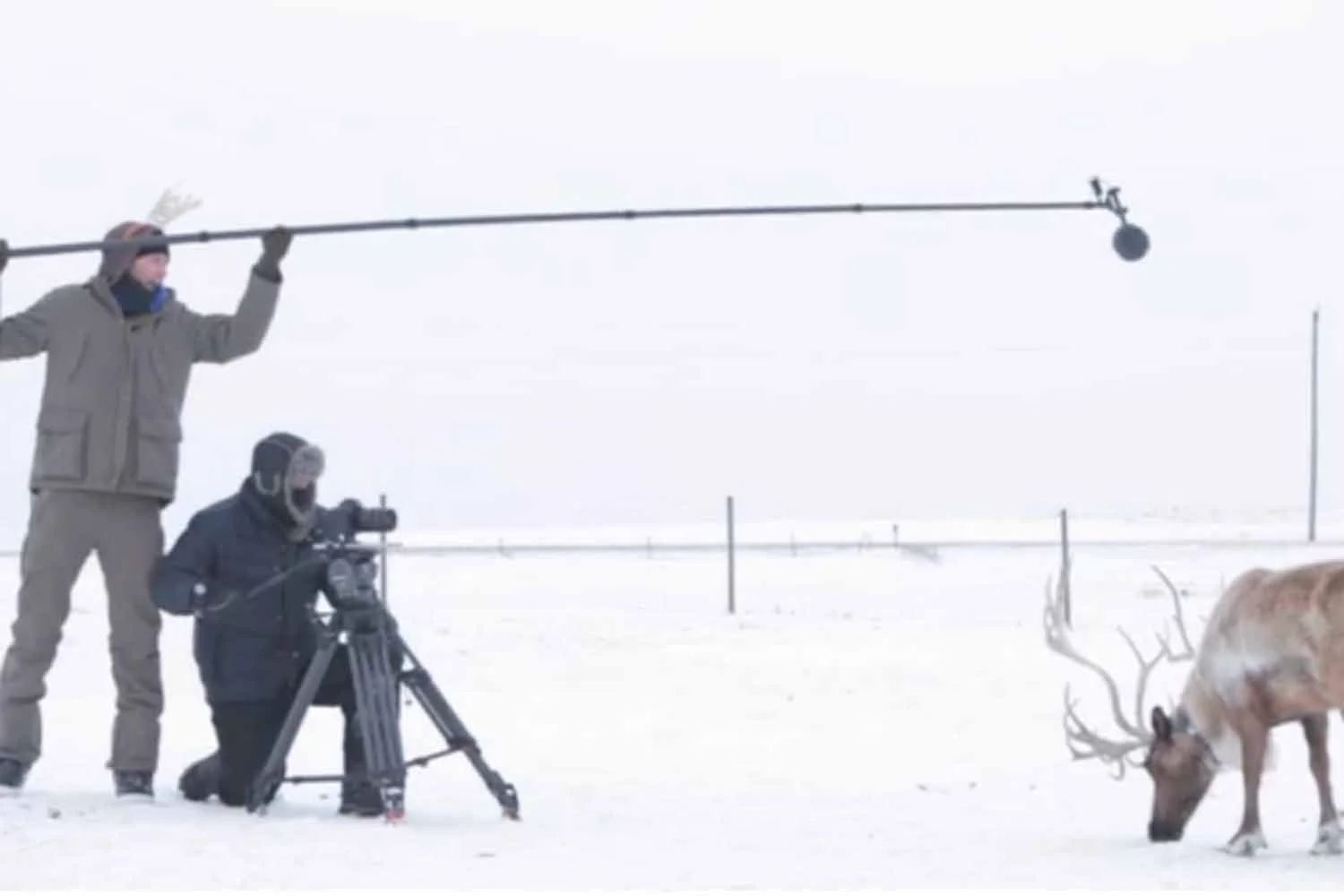GAP_Reindeer_image1.jpg