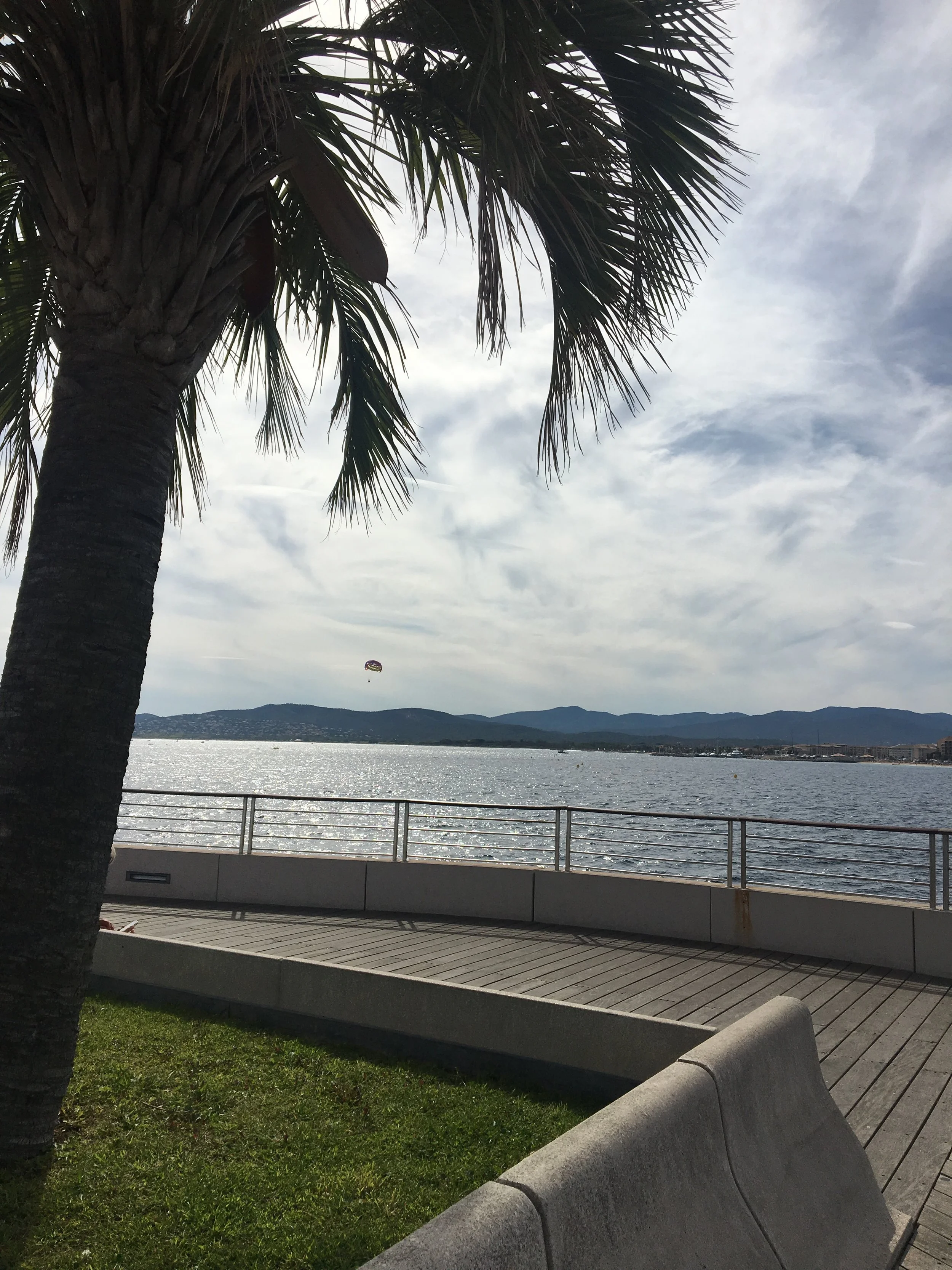St Raphael Palm Tree.jpg