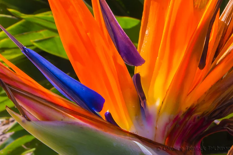 bird of paradise two copy.jpg