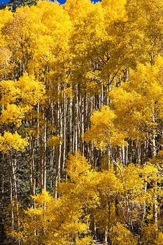 fall aspen copy.jpg