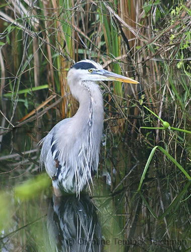 TemlockTeichman_c_blueheron_fv05 copy.jpg