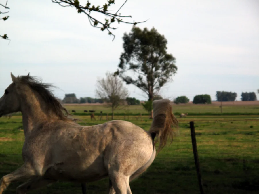 Horse