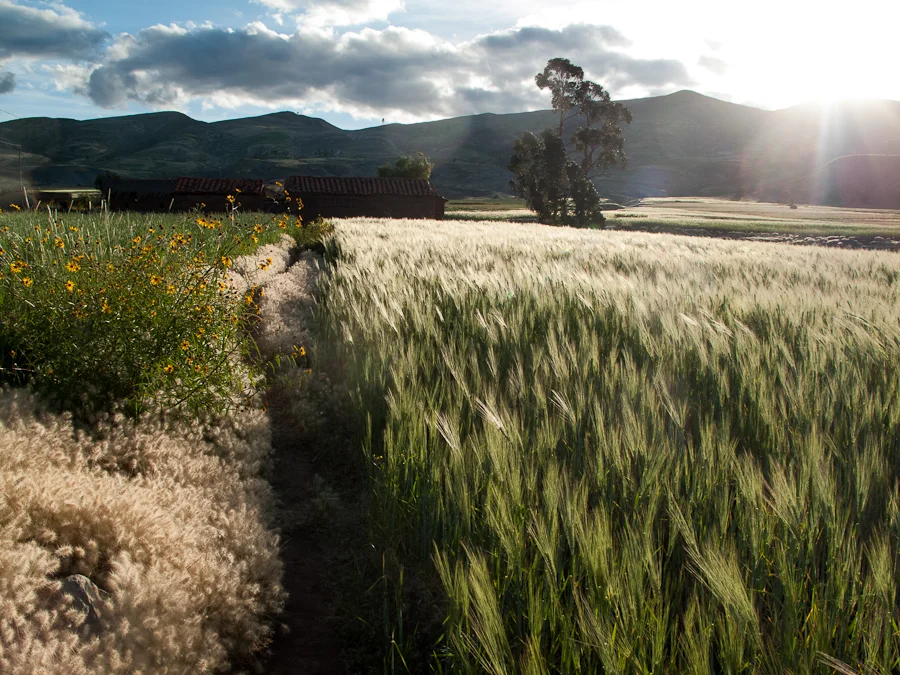 Field