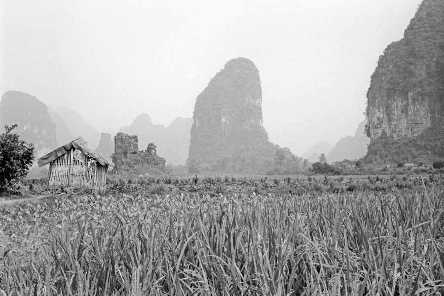 Rice. Yangshou, Guilin