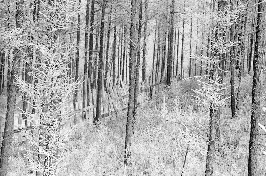 Old fence