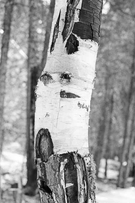 Tree bark